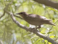   (Sturnus vulgaris)_8